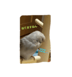 インコの虜の虜（個別スタンプ：8）