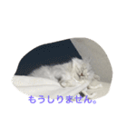 ねこ （こうめとまめた）（個別スタンプ：1）