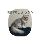 ねこ （こうめとまめた）（個別スタンプ：2）