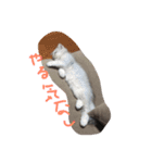 ねこ （こうめとまめた）（個別スタンプ：3）