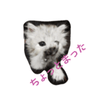 ねこ （こうめとまめた）（個別スタンプ：5）