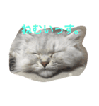 ねこ （こうめとまめた）（個別スタンプ：6）