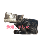 ねこ （こうめとまめた）（個別スタンプ：7）