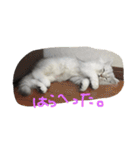 ねこ （こうめとまめた）（個別スタンプ：10）