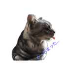 ねこ （こうめとまめた）（個別スタンプ：11）