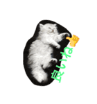 ねこ （こうめとまめた）（個別スタンプ：12）