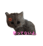 ねこ （こうめとまめた）（個別スタンプ：13）