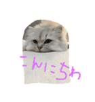 ねこ （こうめとまめた）（個別スタンプ：14）