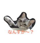 ねこ （こうめとまめた）（個別スタンプ：16）