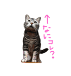 ねこ （こうめとまめた）（個別スタンプ：19）