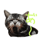 ねこ （こうめとまめた）（個別スタンプ：20）