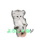 ねこ （こうめとまめた）（個別スタンプ：21）