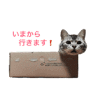 ねこ （こうめとまめた）（個別スタンプ：24）