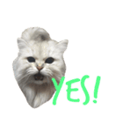 ねこ （こうめとまめた）（個別スタンプ：26）