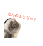 ねこ （こうめとまめた）（個別スタンプ：30）