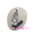 ねこ （こうめとまめた）（個別スタンプ：31）