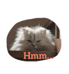 ねこ （こうめとまめた）（個別スタンプ：32）