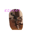 ねこ （こうめとまめた）（個別スタンプ：34）