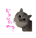 ねこ （こうめとまめた）（個別スタンプ：35）