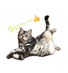 ねこ （こうめとまめた）（個別スタンプ：36）