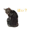ねこ （こうめとまめた）（個別スタンプ：37）