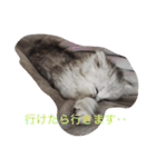 ねこ （こうめとまめた）（個別スタンプ：38）