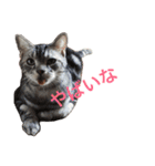 ねこ （こうめとまめた）（個別スタンプ：39）