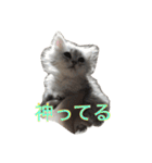 ねこ （こうめとまめた）（個別スタンプ：40）