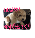 かわいい犬の子（個別スタンプ：3）