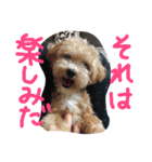 かわいい犬の子（個別スタンプ：4）