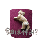 かわいい犬の子（個別スタンプ：6）