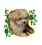 かわいい犬の子（個別スタンプ：7）