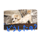 かわいい犬の子（個別スタンプ：10）