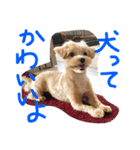 かわいい犬の子（個別スタンプ：11）
