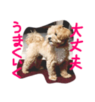 かわいい犬の子（個別スタンプ：12）