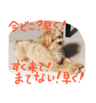 かわいい犬の子（個別スタンプ：13）