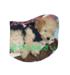青木龍眼（個別スタンプ：7）