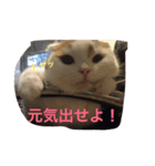 かつどん♂の日常②（個別スタンプ：2）