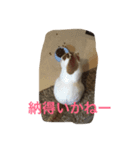 かつどん♂の日常②（個別スタンプ：5）
