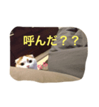 かつどん♂の日常②（個別スタンプ：6）