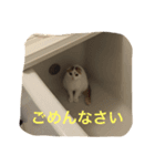 かつどん♂の日常②（個別スタンプ：7）