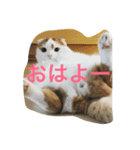かつどん♂の日常②（個別スタンプ：8）