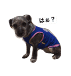 我が家の愛犬(シュナウザー)（個別スタンプ：32）