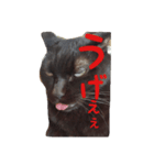 黒猫まめちゃん（個別スタンプ：2）