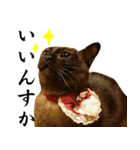 黒猫さんと白猫さん（個別スタンプ：1）