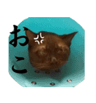 黒猫さんと白猫さん（個別スタンプ：2）