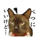 黒猫さんと白猫さん（個別スタンプ：3）