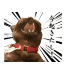 黒猫さんと白猫さん（個別スタンプ：4）