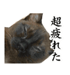 黒猫さんと白猫さん（個別スタンプ：6）