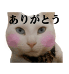 黒猫さんと白猫さん（個別スタンプ：11）